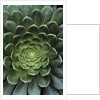 Center of Cactus by Anonymous