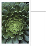 Center of Cactus by Anonymous