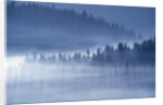 Mist Hiding Trees Above the Little Spokane River Valley by Anonymous