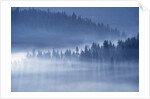 Mist Hiding Trees Above the Little Spokane River Valley by Anonymous