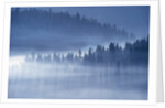Mist Hiding Trees Above the Little Spokane River Valley by Anonymous