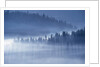Mist Hiding Trees Above the Little Spokane River Valley by Anonymous