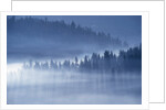 Mist Hiding Trees Above the Little Spokane River Valley by Anonymous