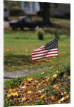 Small American Flag Posted in Yard by Anonymous