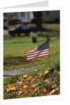 Small American Flag Posted in Yard by Anonymous