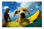 Puppy Riding on Surfboard by Anonymous