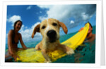 Puppy Riding on Surfboard by Anonymous