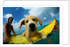 Puppy Riding on Surfboard by Anonymous