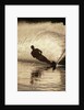 Water Skier Splashing on a Turn by Anonymous
