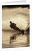 Water Skier Splashing on a Turn by Anonymous