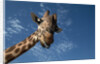 Giraffe by Anonymous