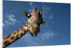 Giraffe by Anonymous