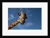 Giraffe by Anonymous