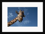 Giraffe by Anonymous
