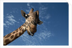 Giraffe by Anonymous