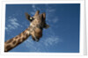 Giraffe by Anonymous