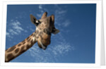 Giraffe by Anonymous