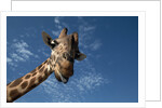 Giraffe by Anonymous