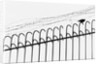 Bird on a Fence by Anonymous