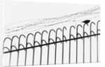 Bird on a Fence by Anonymous