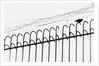 Bird on a Fence by Anonymous