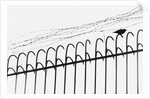 Bird on a Fence by Anonymous