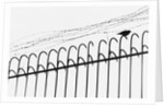 Bird on a Fence by Anonymous