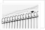 Bird on a Fence by Anonymous