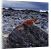 Marine Iguana on Coastal Rocks by Anonymous
