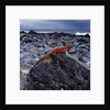 Marine Iguana on Coastal Rocks by Anonymous