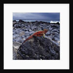 Marine Iguana on Coastal Rocks by Anonymous