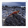 Marine Iguana on Coastal Rocks by Anonymous