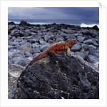 Marine Iguana on Coastal Rocks by Anonymous