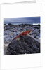Marine Iguana on Coastal Rocks by Anonymous