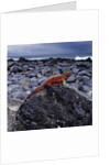 Marine Iguana on Coastal Rocks by Anonymous