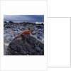 Marine Iguana on Coastal Rocks by Anonymous