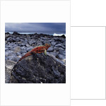 Marine Iguana on Coastal Rocks by Anonymous