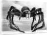 Giant Replica from the Movie Tarantula by Anonymous