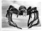 Giant Replica from the Movie Tarantula by Anonymous
