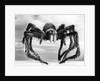 Giant Replica from the Movie Tarantula by Anonymous