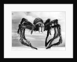 Giant Replica from the Movie Tarantula by Anonymous