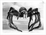 Giant Replica from the Movie Tarantula by Anonymous