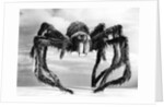 Giant Replica from the Movie Tarantula by Anonymous