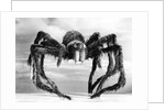 Giant Replica from the Movie Tarantula by Anonymous
