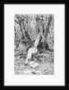Beethoven Lounging in the Forest by Anonymous