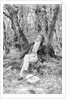 Beethoven Lounging in the Forest by Anonymous