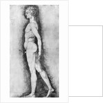 Albrecht Durer Study of Male Anatomy by Anonymous