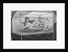 Mermaid Swimming in Tank by Anonymous