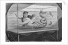 Mermaid Swimming in Tank by Anonymous