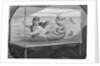 Mermaid Swimming in Tank by Anonymous